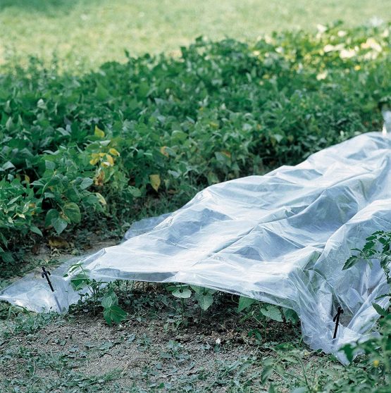 Verdemax 2539 2 x 5 m Greenhouse Transparent PE Film - Image 3