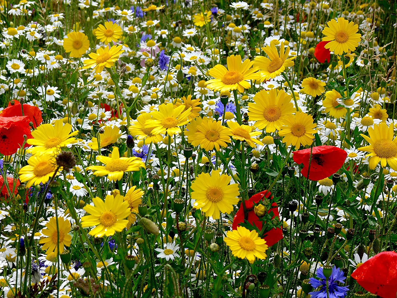 Bee-Friendly Wild Flower Seeds - Great Gardener Gift. Beautiful, Colourful Native British Wild Flowers. UK Grown. RHS Plants for Pollinators Certified Mix. - Image 4