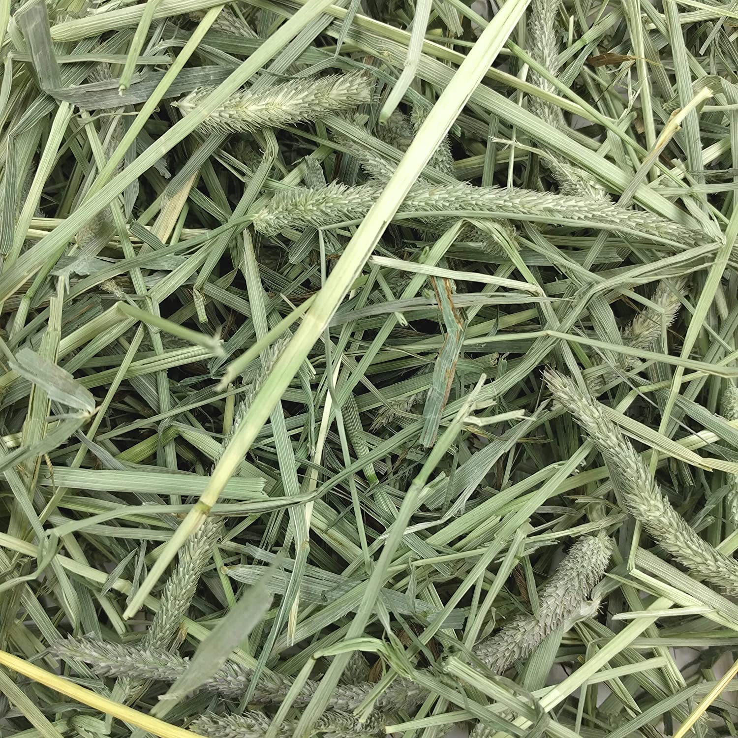 Oxbow Western Timothy Hay Small Animal Food, Clear, 1.13 kg (Pack of 1) - Image 3