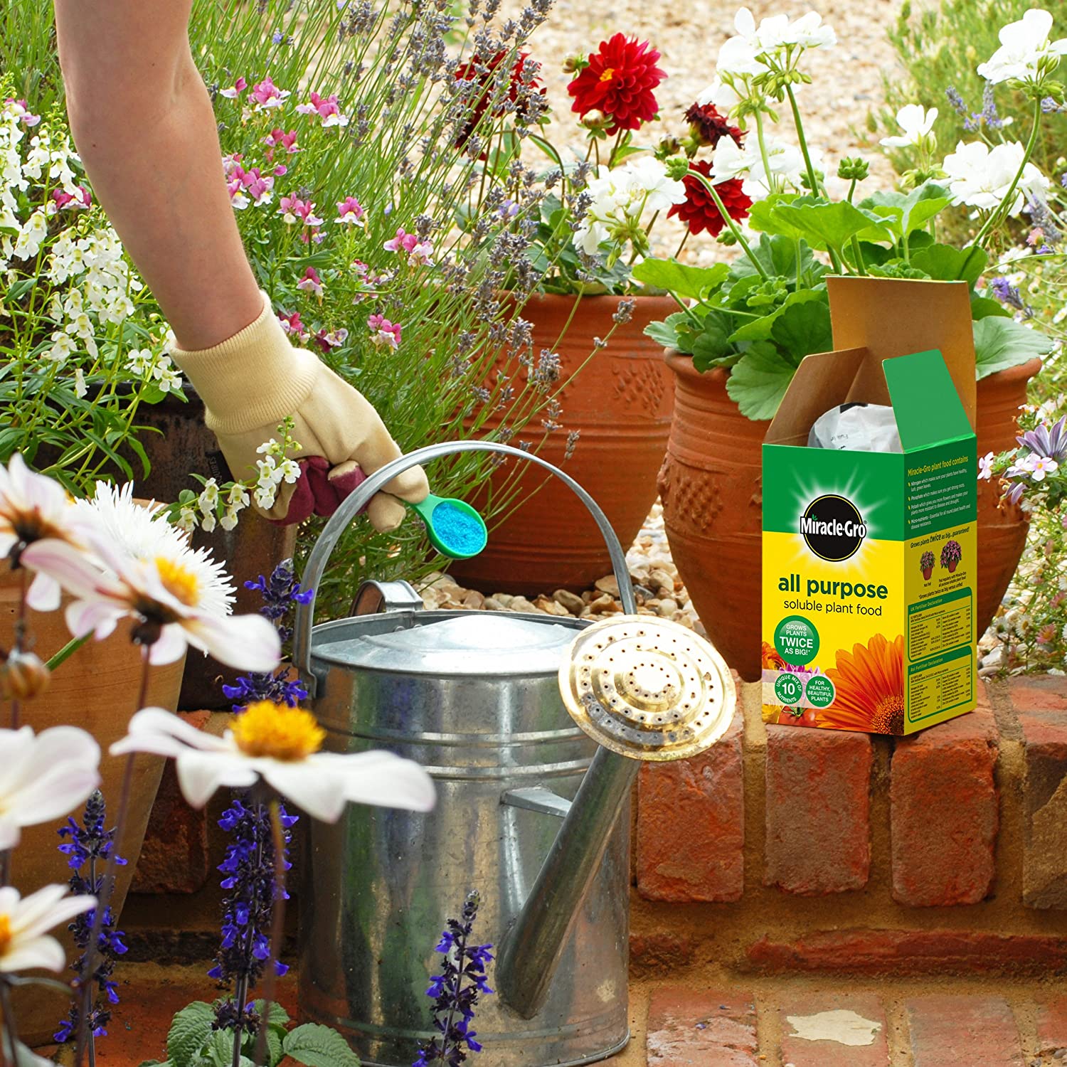 Miracle-Gro All Purpose water Soluble Plant Food, 1 kg, 1 kilograms - Image 3