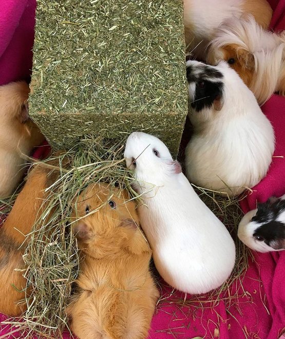Rosewood Naturals I Love Hay Forage Cube Treat and Toy for Small Animals, Medium, 2 Pack - Image 3