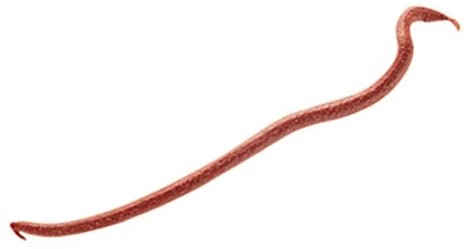 Berkley Gulp Extruded Earthworms, Red, One Pack 4 inch - Image 2