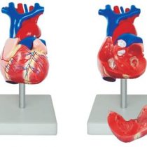 66fit Anatomical Human Life Size Heart Model - Medical Educational Training Aid