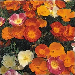 PREMIER SEEDS DIRECT - California Poppy - Single Mix - 1.6 Grams