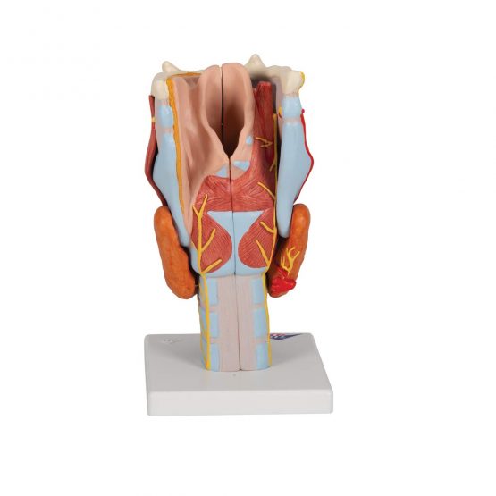3B Scientific Human Anatomy - Larynx Model, 2 Times Full Size, 7 Part + free anatomy software - 3B Smart Anatomy, G21 - Image 3