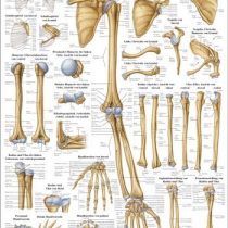 Ruediger Anatomy TA63LAM The Bones of the Upper Extremity Chalkboard, 70 cm x 100 cm, Laminated