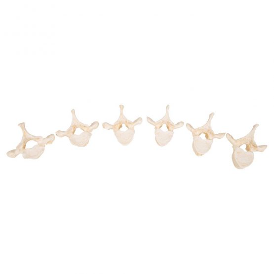 3B Scientific Set of 24 Bonelike Vertebrae + free anatomy software - 3B Smart Anatomy A793 - Image 3