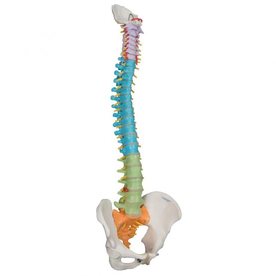 3B Scientific Didactic Flexible Spine + free anatomy software - 3B Smart Anatomy A58/8 - Image 2