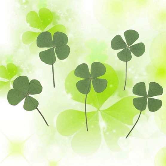 Artibetter 24pcs Natural Pressed Dried Flowers Four-Leaf Clover Leaf Plant for DIY Resin Jewelry Making Art Craft - Image 2