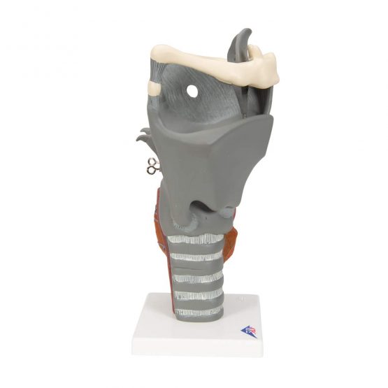 3B Scientific Human Anatomy - Functional Larynx Model, 2.5 Times Full Size + free anatomy software - 3B Smart Anatomy G20 - Image 3