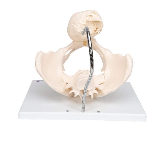 3B Scientific L30 Childbirth Demonstration Pelvis + free anatomy software - 3B Smart Anatomy - Image 4