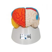 3B Scientific Human Anatomy - Neuro-Anatomical Brain Model, 8 Part + free anatomy software - 3B Smart Anatomy