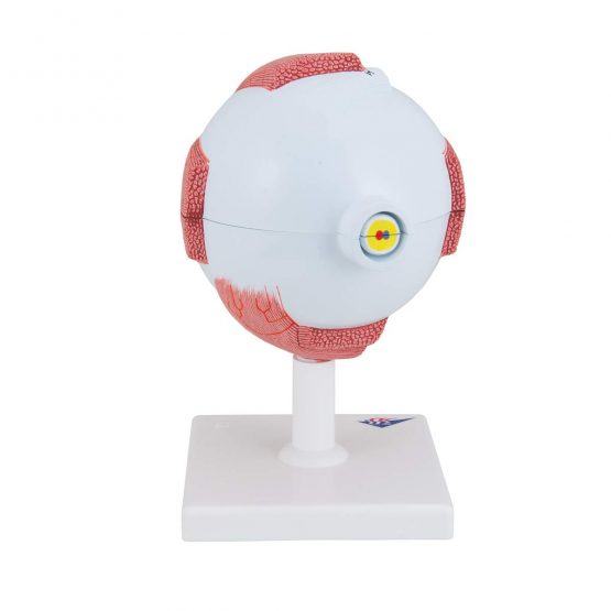 3B Scientific Eye Model, 5 Times Full Size, 6 Part + free anatomy software - 3B Smart Anatomy ,F10 - Image 4