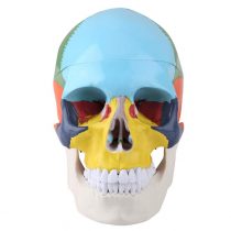 Human Anatomy Skull Model Kit, Didactic Version Coloured Adult Human Skull Anatomical Model with Identification Card Medical Teach Instrument