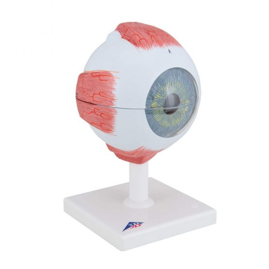 3B Scientific Eye Model, 5 Times Full Size, 6 Part + free anatomy software - 3B Smart Anatomy ,F10 - Image 2
