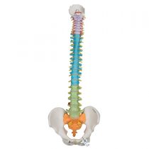 3B Scientific Didactic Flexible Spine + free anatomy software - 3B Smart Anatomy A58/8