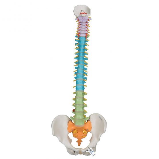 3B Scientific Didactic Flexible Spine + free anatomy software - 3B Smart Anatomy A58/8