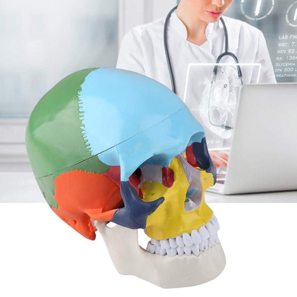 Human Anatomy Skull Model Didactic Version Palm-Sized Coloured Adult Human Skull Anatomical Model Skull Puzzle Exploded Skull Medical Teaching Learning - Image 2