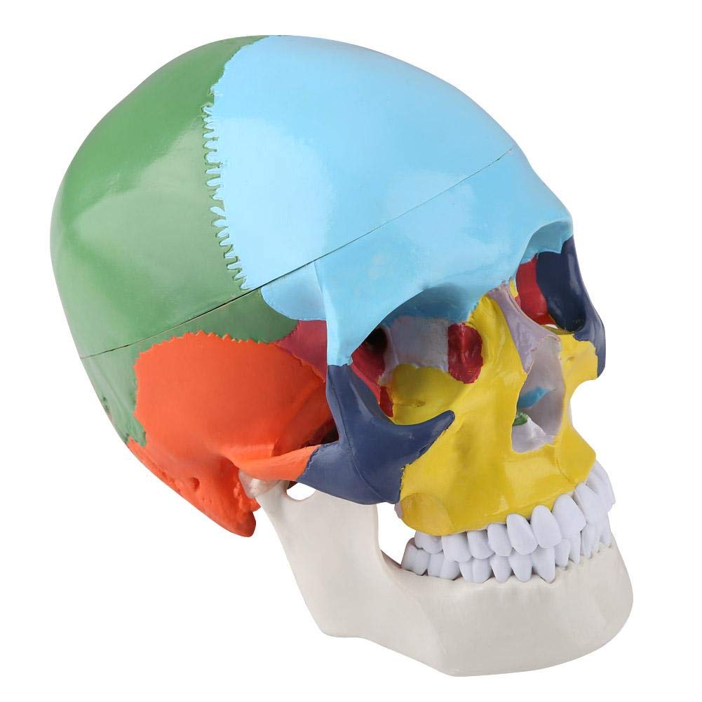 Human Anatomy Skull Model Didactic Version Palm-Sized Coloured Adult Human Skull Anatomical Model Skull Puzzle Exploded Skull Medical Teaching Learning - Image 4