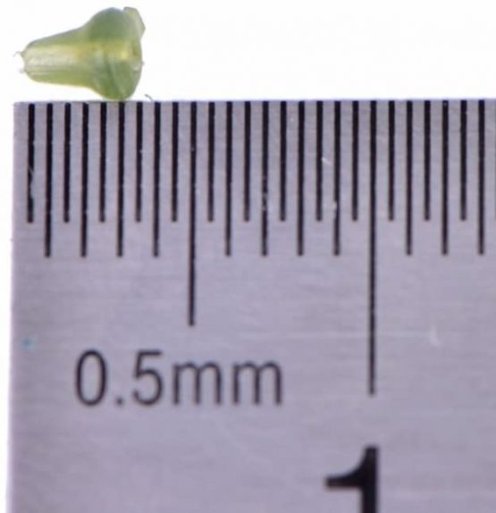 NEWSHOT Hook Stops Beads Carp Fishing Terminal Tackle for Pop Up Hair Chod Rigs Bait Screws(Pack of 30) - Image 4