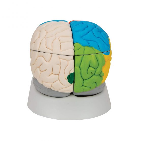 3B Scientific Human Anatomy - Neuro-Anatomical Brain Model, 8 Part + free anatomy software - 3B Smart Anatomy - Image 4