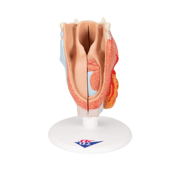 3B Scientific Human Anatomy - Larynx Model, 2 Part + anatomy software - 3B Smart Anatomy G22 - Image 4