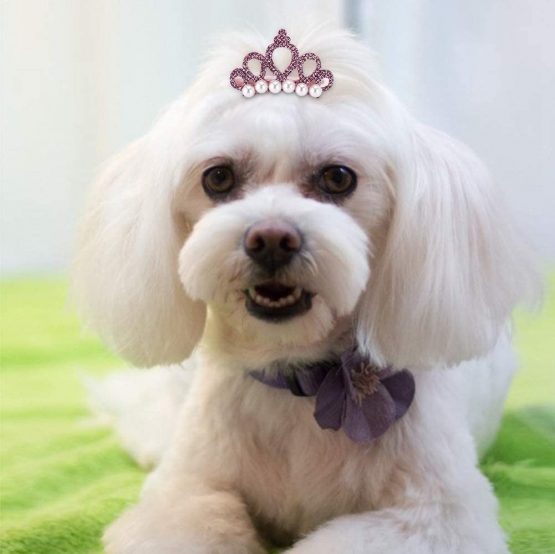 25Pcs Dog Hair Clips Crown Shape Pet Hairpin Pearls Pet Princess Clips Cute Cat Hair Clips Bows Puppy Grooming Hair Accessories for Small Medium Dogs - Image 4