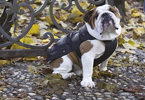 CROCI Padded Jacket Specific Fitting for French Bulldog English Bulldog and Carlino for Dogs 43 cm, black - Image 2