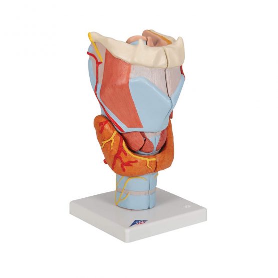 3B Scientific Human Anatomy - Larynx Model, 2 Times Full Size, 7 Part + free anatomy software - 3B Smart Anatomy, G21 - Image 2