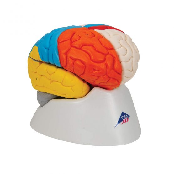 3B Scientific Human Anatomy - Neuro-Anatomical Brain Model, 8 Part + free anatomy software - 3B Smart Anatomy - Image 2