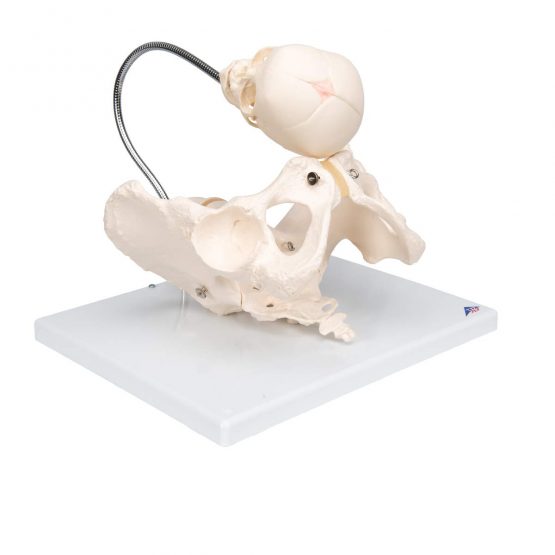 3B Scientific L30 Childbirth Demonstration Pelvis + free anatomy software - 3B Smart Anatomy - Image 2