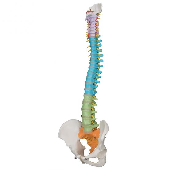 3B Scientific Didactic Flexible Spine + free anatomy software - 3B Smart Anatomy A58/8 - Image 3