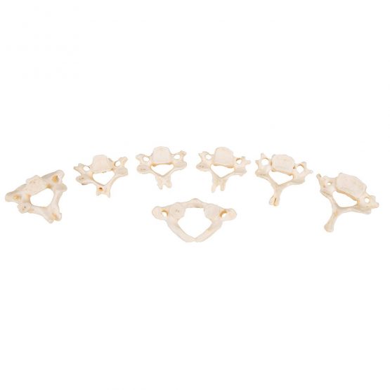 3B Scientific Set of 24 Bonelike Vertebrae + free anatomy software - 3B Smart Anatomy A793 - Image 2
