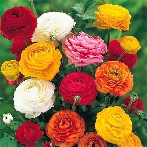 Ranunculus Mixed Flower Corms/Bulbs. Hardy Colourful Flowers. (10) - Image 4