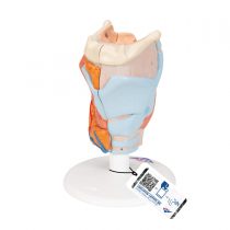 3B Scientific Human Anatomy - Larynx Model, 2 Part + anatomy software - 3B Smart Anatomy G22