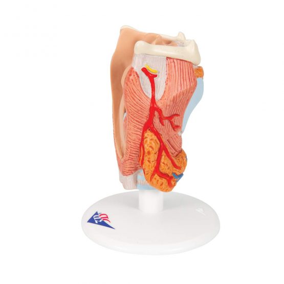 3B Scientific Human Anatomy - Larynx Model, 2 Part + anatomy software - 3B Smart Anatomy G22 - Image 3