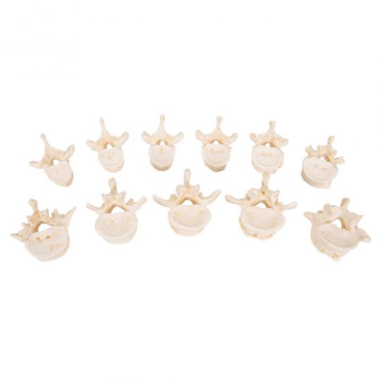3B Scientific Set of 24 Bonelike Vertebrae + free anatomy software - 3B Smart Anatomy A793 - Image 4