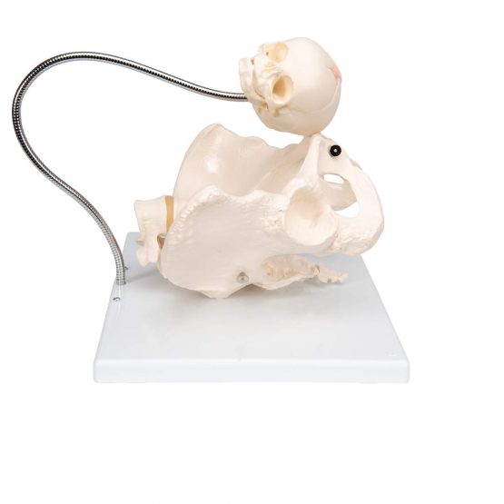 3B Scientific L30 Childbirth Demonstration Pelvis + free anatomy software - 3B Smart Anatomy - Image 3