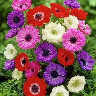 Anemone St Brigid x 30 Flower Bulbs/Corms. Pretty Mixed Flowers, 5/6 - Image 2