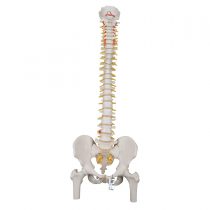 3B Scientific Classic Flexible Spine with Femur Heads + free anatomy software - 3B Smart Anatomy A58/2