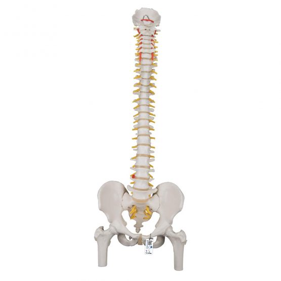 3B Scientific Classic Flexible Spine with Femur Heads + free anatomy software - 3B Smart Anatomy A58/2