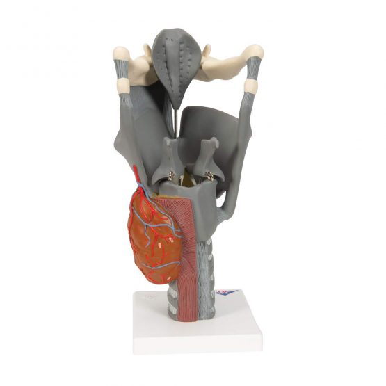 3B Scientific Human Anatomy - Functional Larynx Model, 2.5 Times Full Size + free anatomy software - 3B Smart Anatomy G20 - Image 4