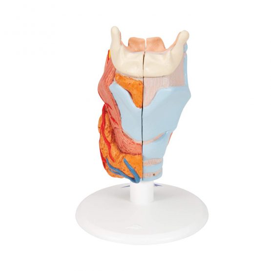 3B Scientific Human Anatomy - Larynx Model, 2 Part + anatomy software - 3B Smart Anatomy G22 - Image 2