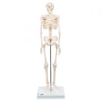 3B Scientific Mini Human Skeleton Model Shorty - Pelvic Mounted on a Base A18 + free anatomy software - 3B Smart Anatomy