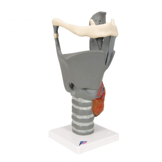 3B Scientific Human Anatomy - Functional Larynx Model, 2.5 Times Full Size + free anatomy software - 3B Smart Anatomy G20 - Image 2