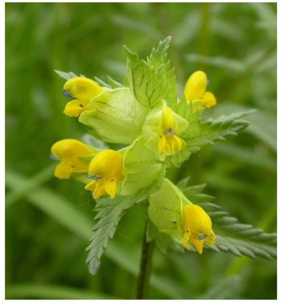 PREMIER SEEDS DIRECT Yellow Rattle – 2 Gram ~ 600 Seeds – RHINANTHUS ...