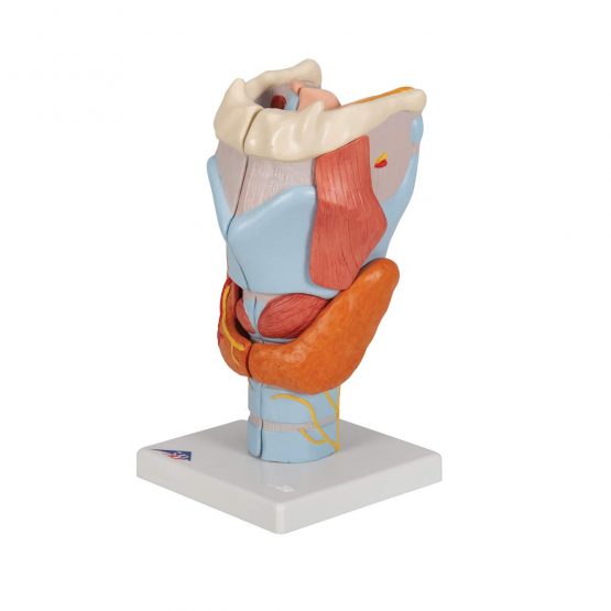 3B Scientific Human Anatomy - Larynx Model, 2 Times Full Size, 7 Part + free anatomy software - 3B Smart Anatomy, G21 - Image 4