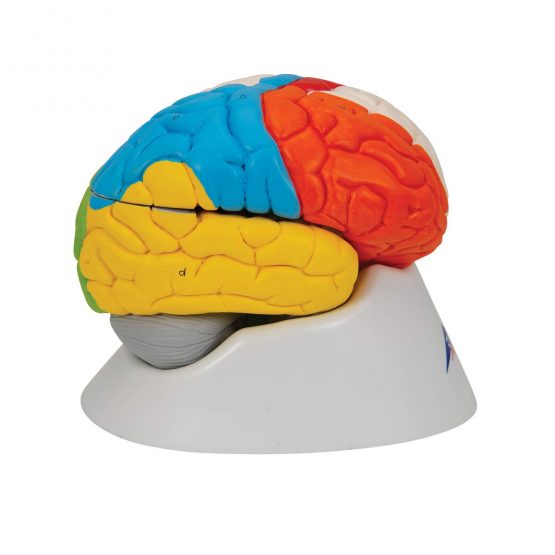 3B Scientific Human Anatomy - Neuro-Anatomical Brain Model, 8 Part + free anatomy software - 3B Smart Anatomy - Image 3