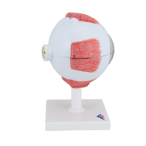 3B Scientific Eye Model, 5 Times Full Size, 6 Part + free anatomy software - 3B Smart Anatomy ,F10 - Image 3
