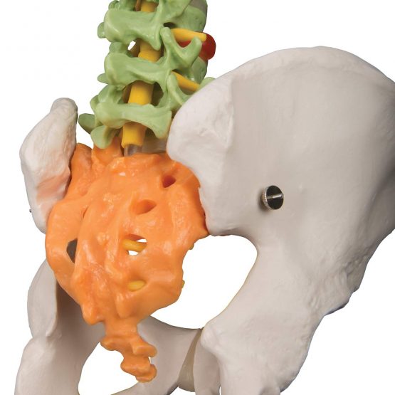 3B Scientific Didactic Flexible Spine + free anatomy software - 3B Smart Anatomy A58/8 - Image 4